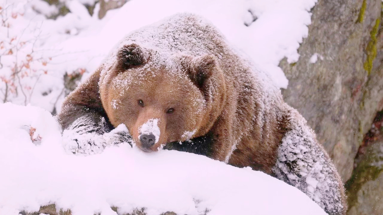 零下35度，大街上穿短裙的女孩依然很多，俄罗斯人这么抗冻？