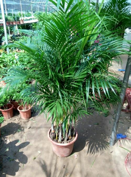朋友搬家送几盆花合适（亲戚搬新家送什么花好）