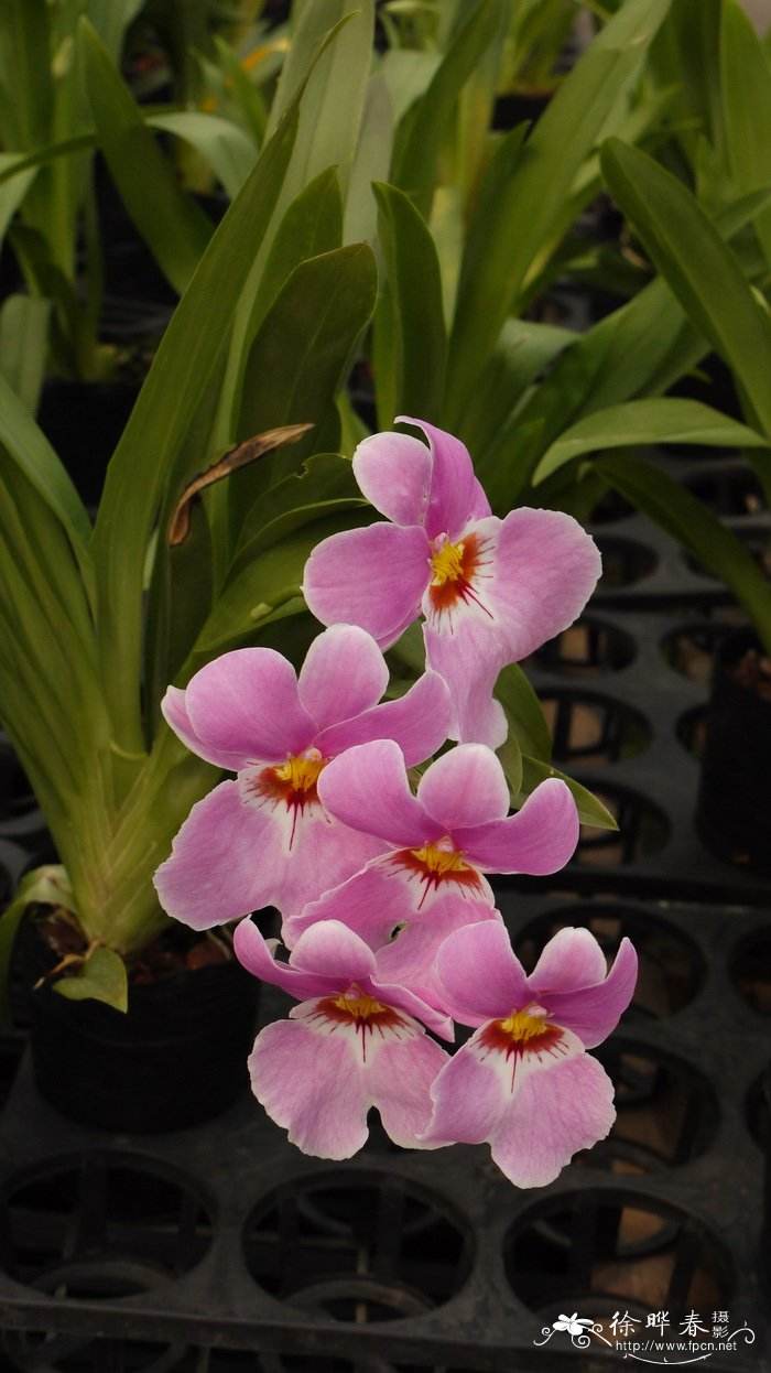 花中君子 | 100种名贵兰花图鉴