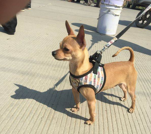 小鹿犬图片大全(饲养小鹿犬的五个注意事项)