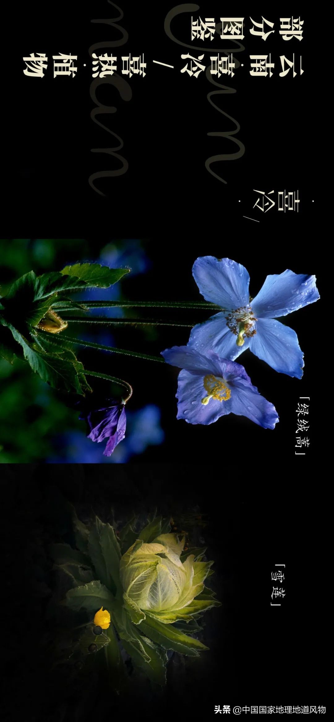 玫瑰、兰花、康乃馨，牡丹、杜鹃、山茶花，云南的花到底有多美？