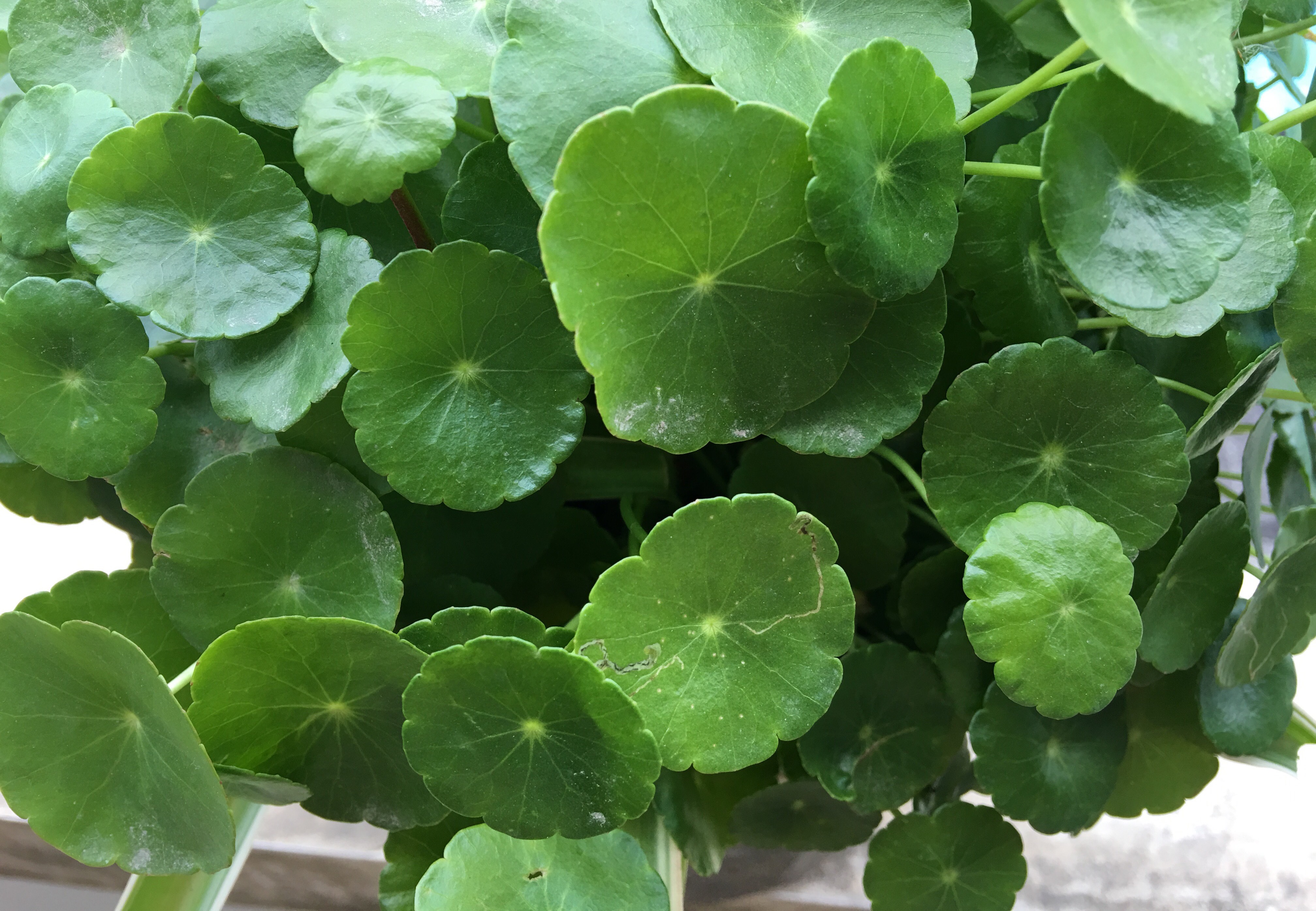 铜钱草叶太小？简单2个“方法”，30天长满盆，叶子大10倍