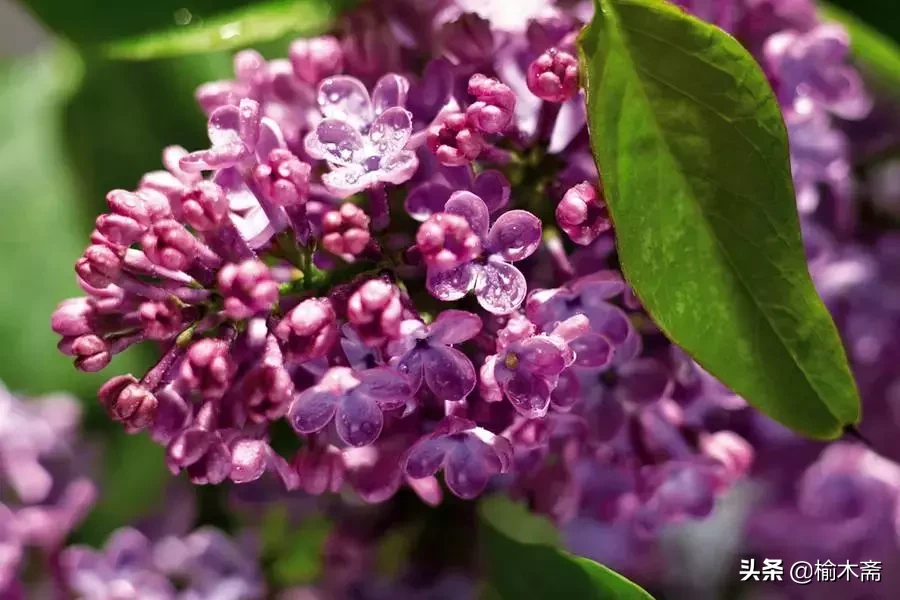 赞美丁香花的优雅诗句(十首丁香花的优美古诗词赏析)