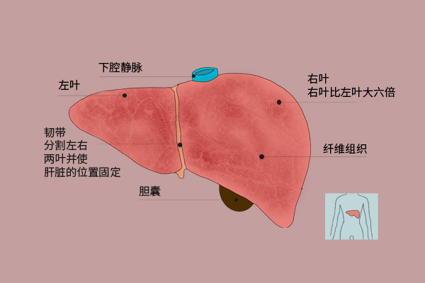 转氨酶升高如何治疗？肝功能异常应对方法