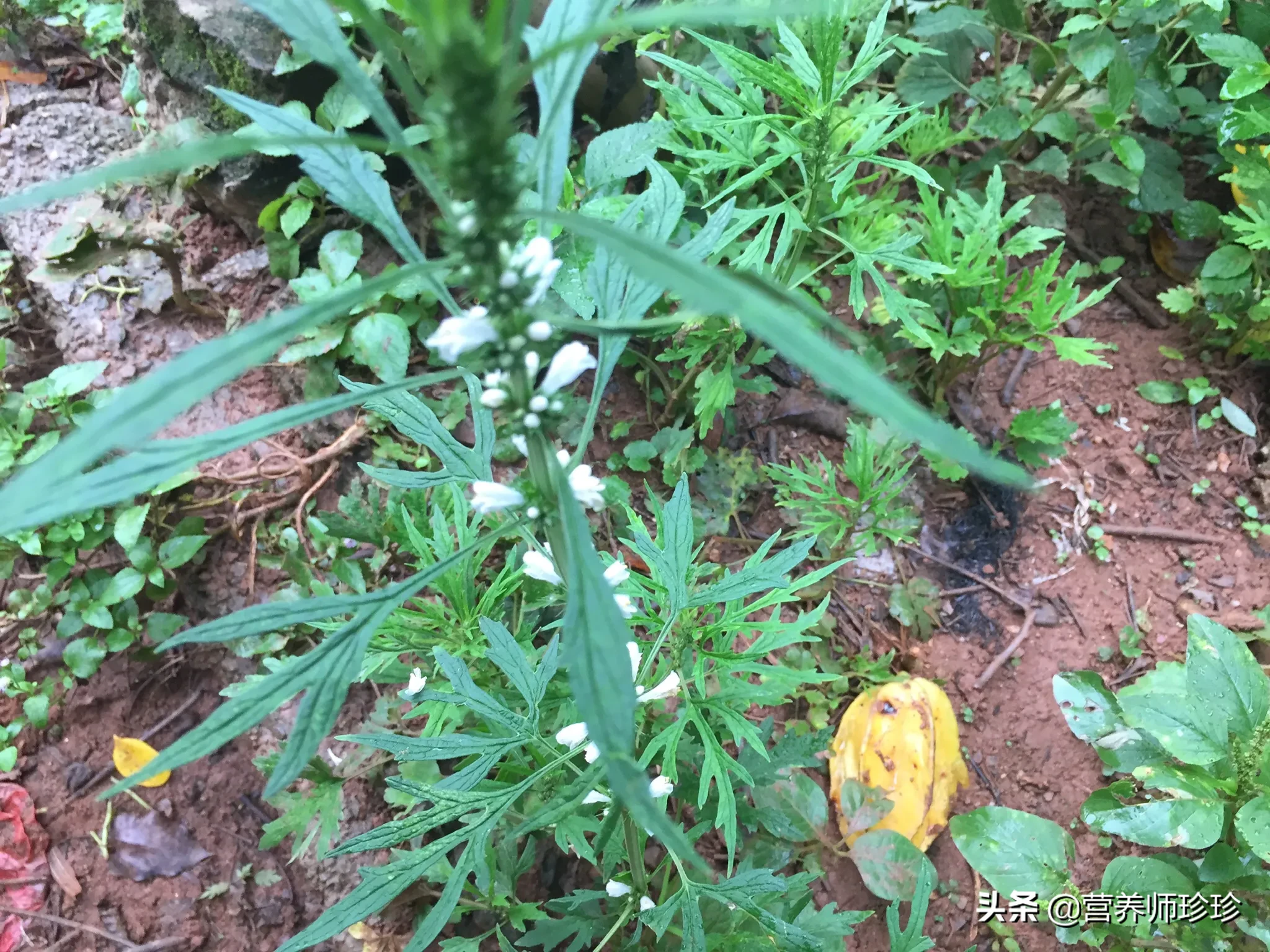 农村一种白花草,长在路边无人识,对女性有好处,如今30元一斤