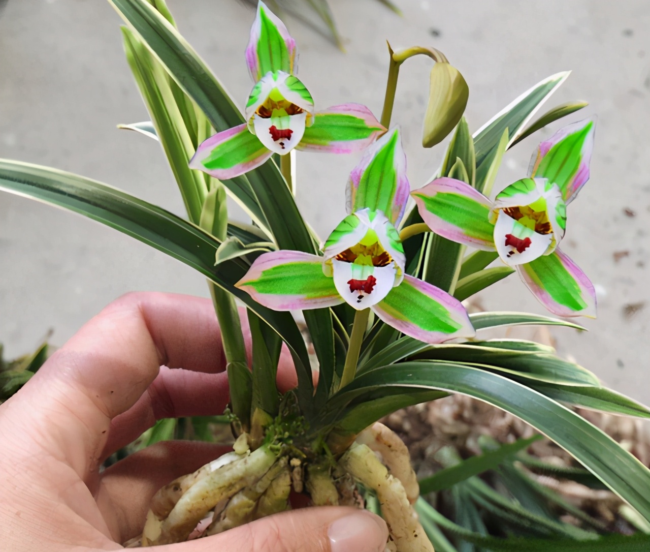 帝王妃兰花苗怎么养详细介绍「精心整理」 -骁龙网