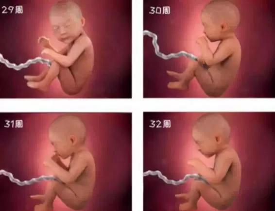 1-40周胎儿发育高清图