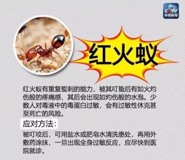 红火蚁又杀人了，广西一女子被咬后死亡！被其咬伤后该如何治疗？