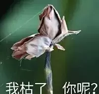 脸大上镜丑？？你一定没试这6款发型！