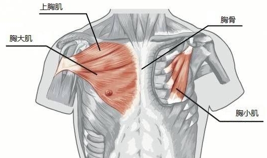 别闹了,肩胛骨才是你关注的重点