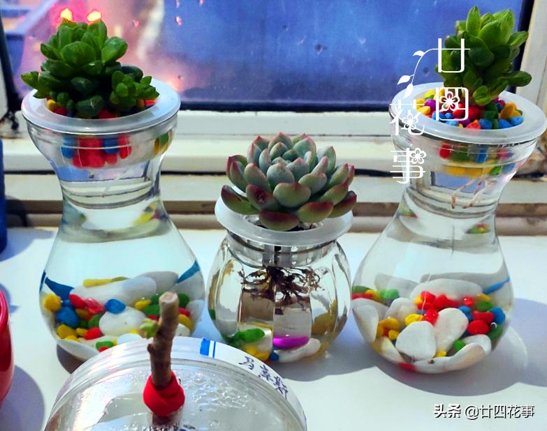 真正适合长期水培的花,是这6种,其余水培是“受罪”,玩玩就好