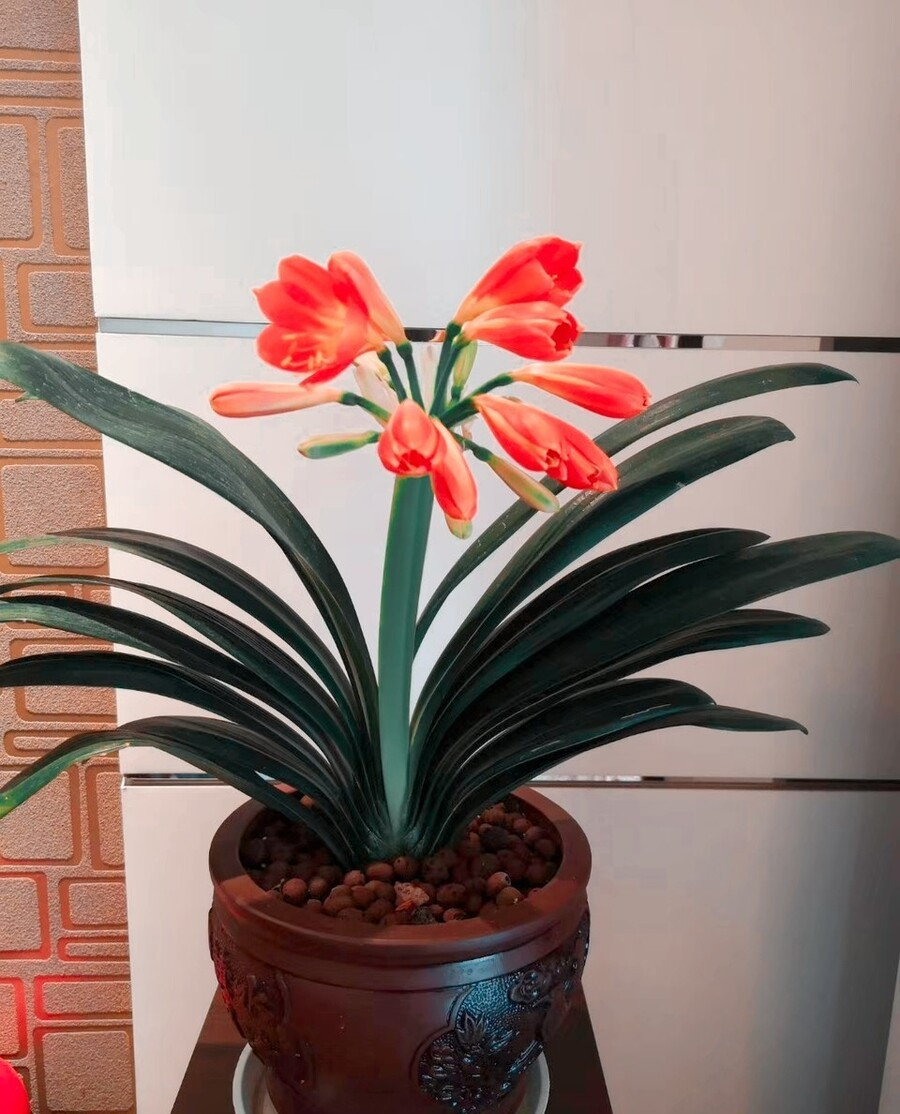 春天为客厅添点“色”，7种高档花，养在客厅最合适，吉祥又养眼