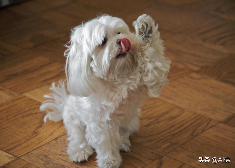 世界上50个最受欢迎的犬种的起源