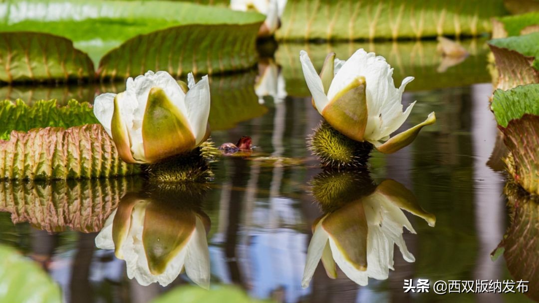 西双版纳热带植物园王莲进入最佳观赏期