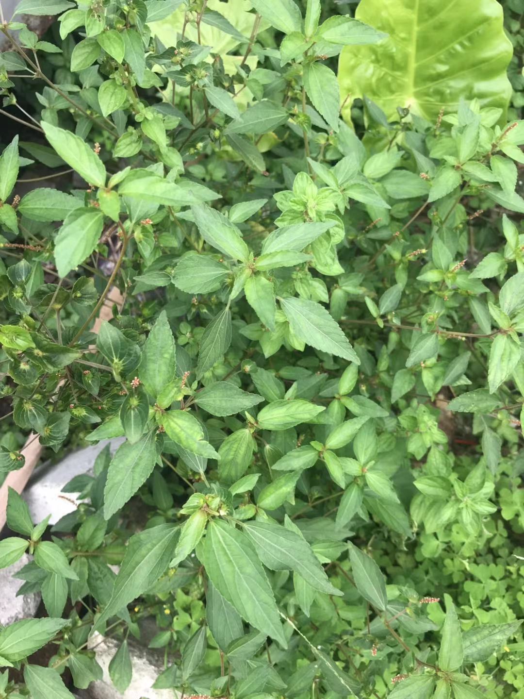 农村常见的铁苋菜:擅治各种出血,被称为"血见愁"