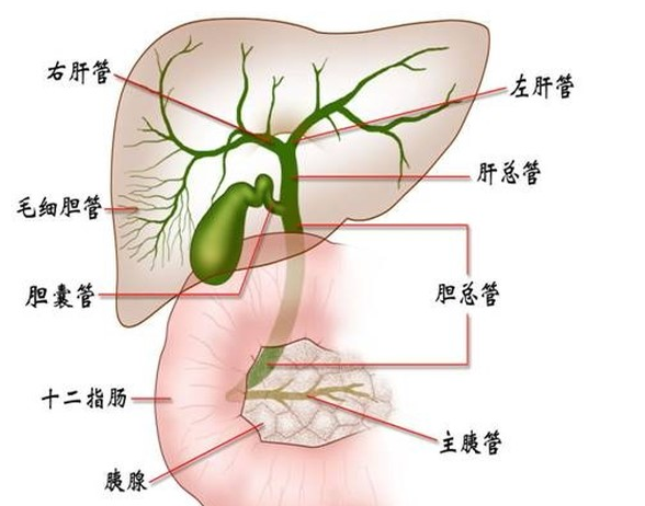 肝内胆管结石严重吗 肝内胆管结石怎么引起的 微赚云博客