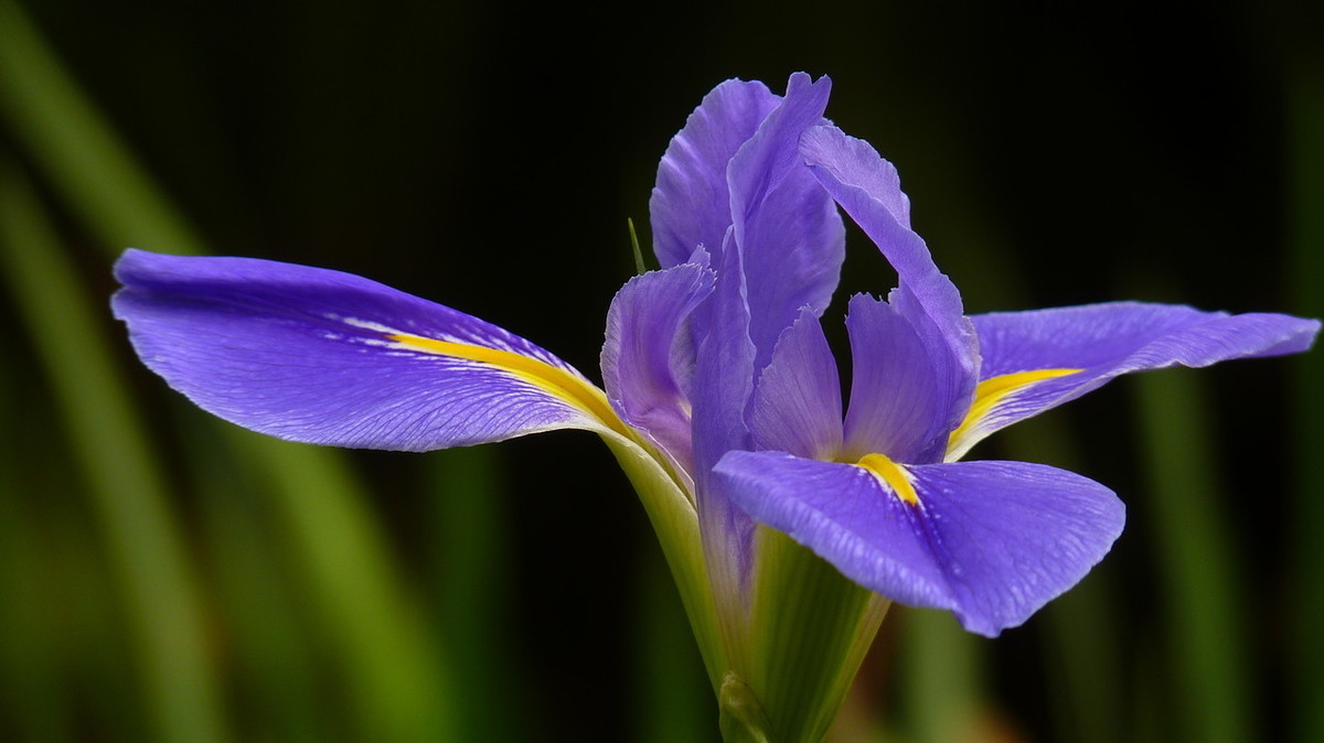 掌握正确的栽培技术，蓝蝴蝶翩翩起舞，回头率百分之二百！