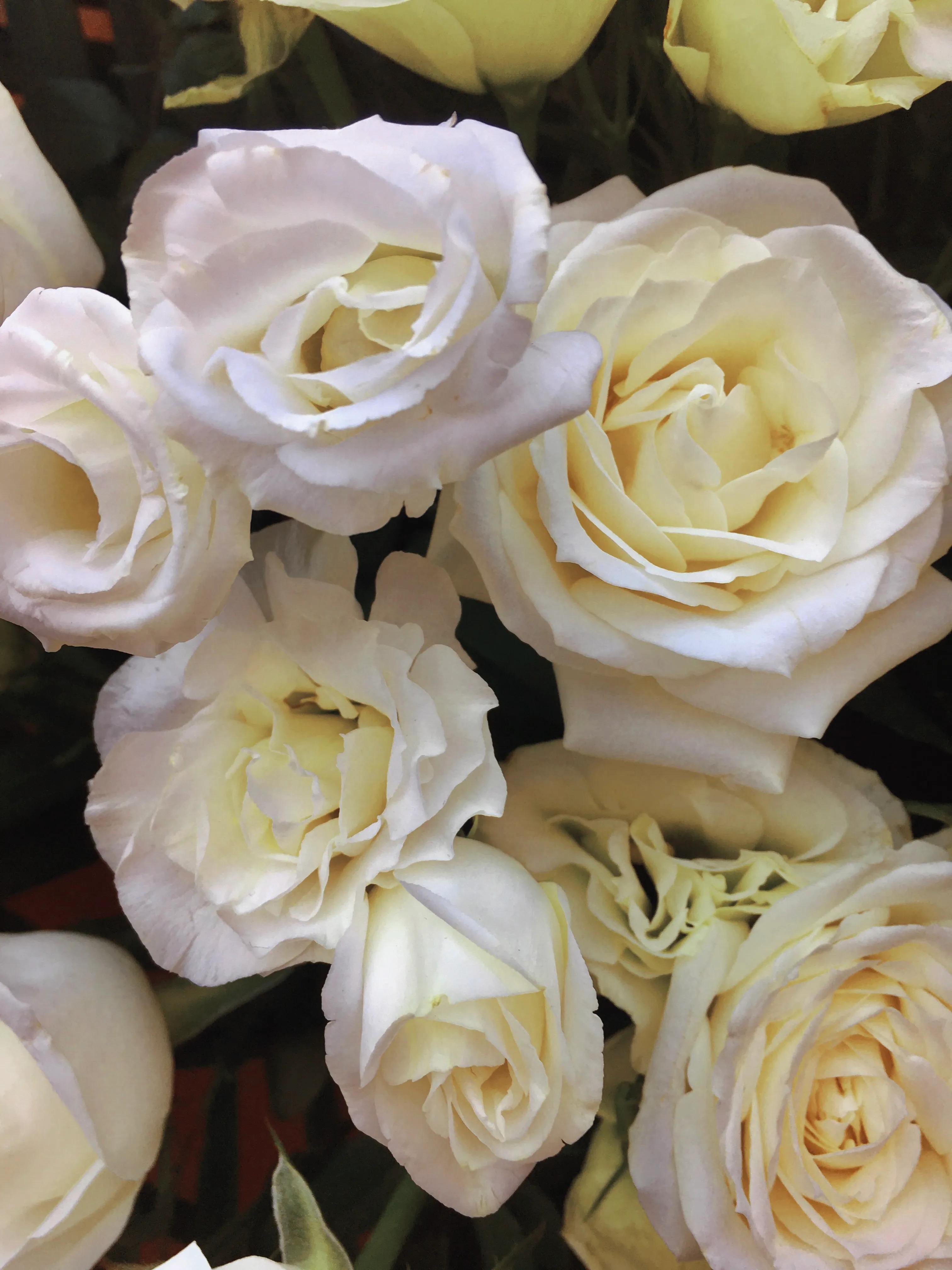 白玫瑰花语——纯洁,浪漫,求爱之花,以及我足以与你相配
