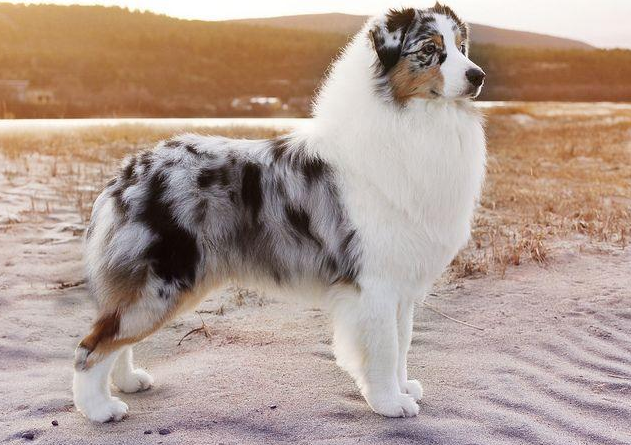 古牧是英国最古老的牧羊犬之一,这种犬的外形高大,肌肉发达,拥有一身