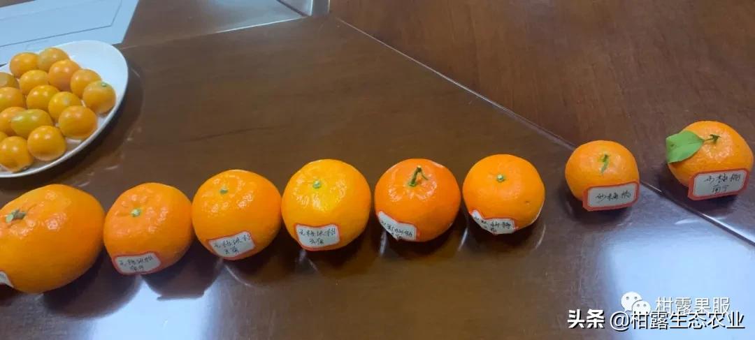 橘子种类有哪些，哪个柑橘品种的口感更胜一筹？