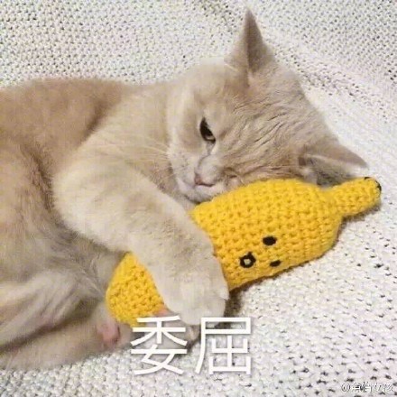 猫咪委屈表情包合集