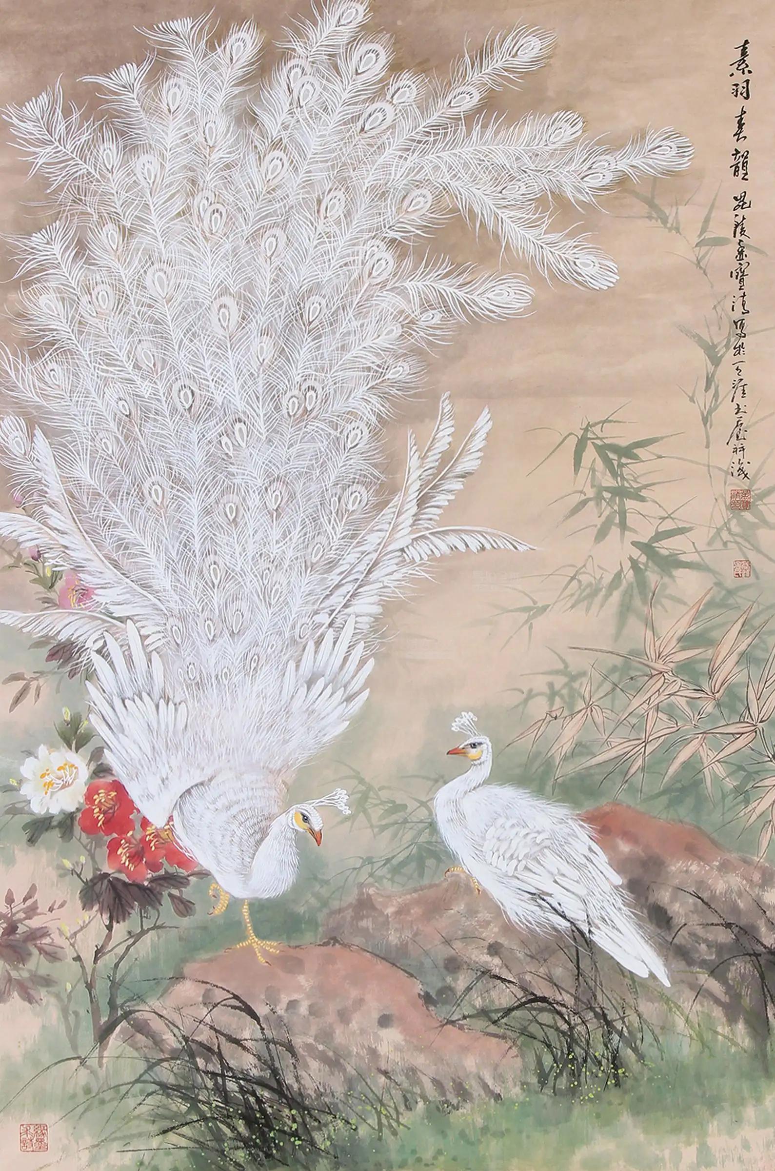 孔雀东南飞！高贵、冷艳的白孔雀