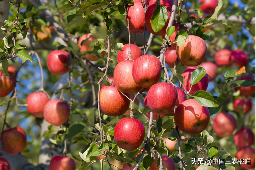 今年苹果价格为何“跌跌”不休？种植户怎样才能避免亏损？