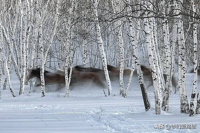 红墙，白雪，琉璃瓦，大雪压青松