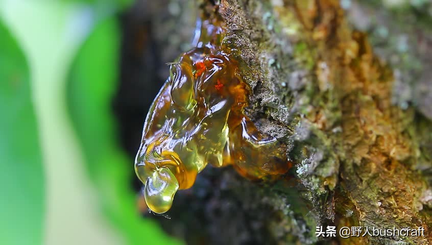 手表 太阳 植物 甚至动物这些东西都可以变成指南针
