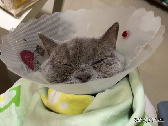 猫咪眼部分泌物不容忽视！预防眼部疾病，清洁和健康饮食很重要