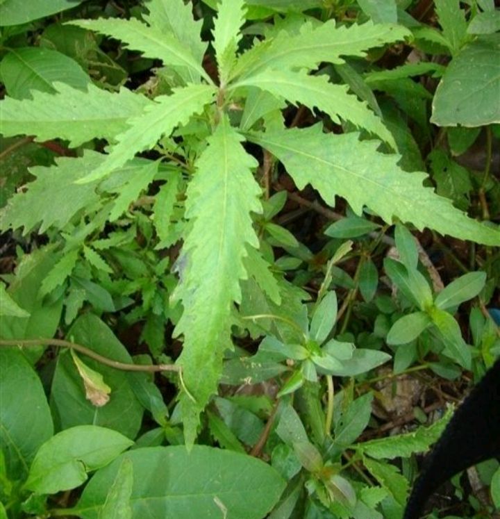 土荆芥的功效与作用(土荆芥的功效与作用点)-我的快乐小窝