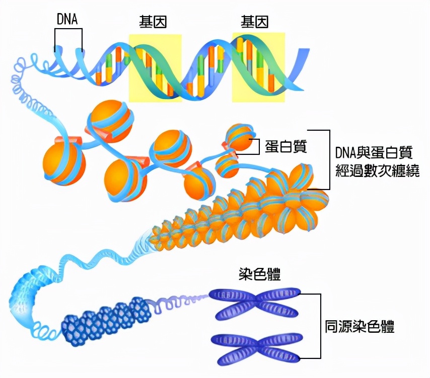 世界上另一个你：没有血缘关系的“双胞胎”，人脸识别还安全吗？