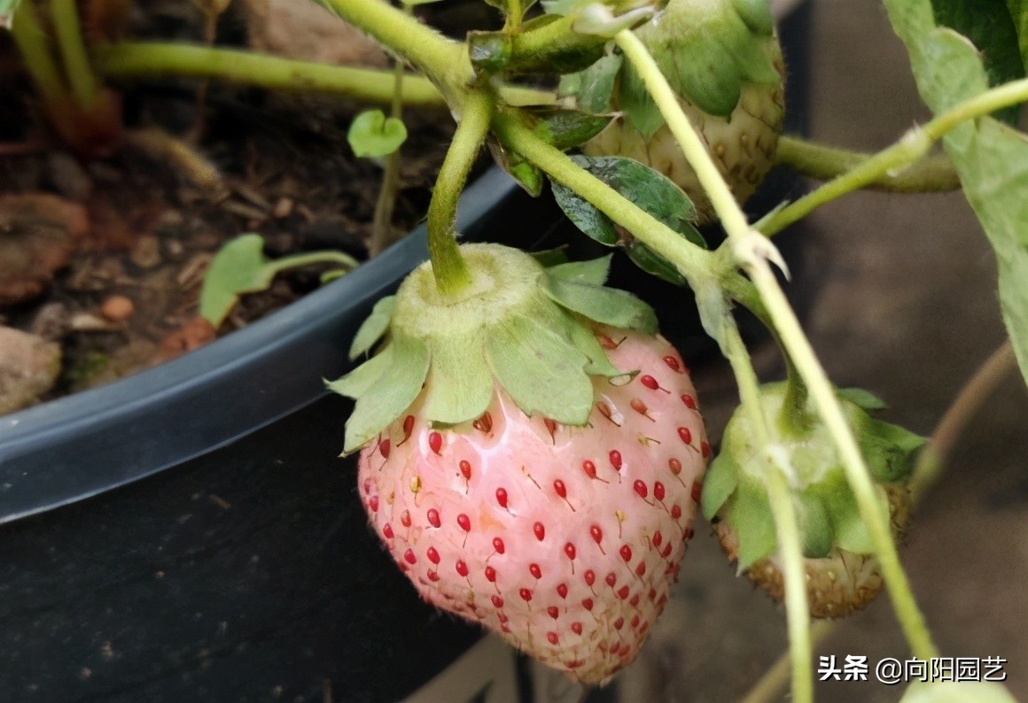 草莓幼苗图片（教你阳台种草莓简单易上手）