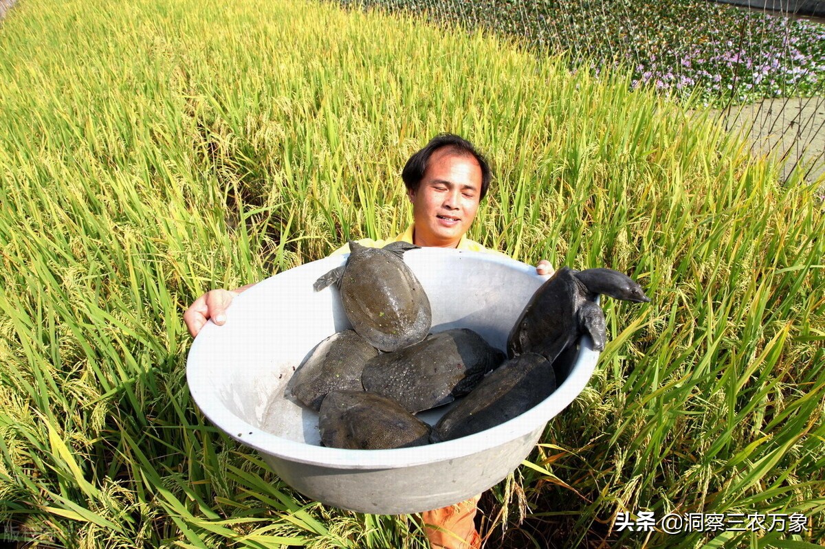 甲鱼的饲养方法