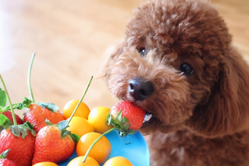 泰迪犬很可爱，但是养它的坏处不少，你都知道吗？