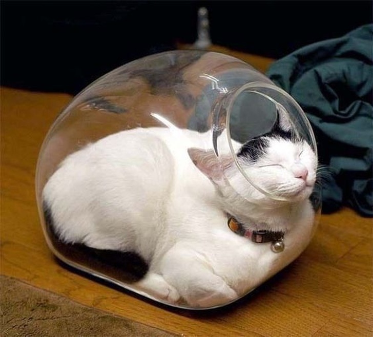 骗你养猫系列:19张猫咪"搞笑"图片,看了让人心动