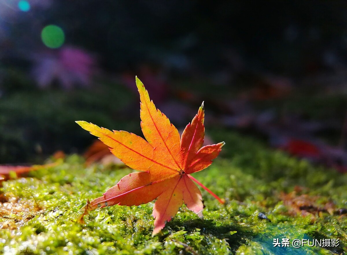 学会这9个拍深秋落叶的手机摄影技巧，让照片更具故事与情感