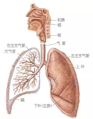 支气管炎的病因及气管炎的形成机制