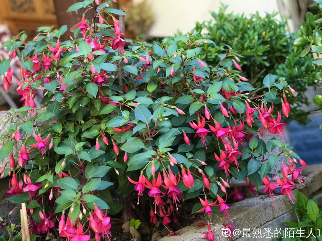 吊钟花是什么样(倒挂金钟养殖方法长成一棵树年年都开花)