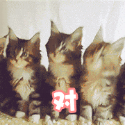 抖音五只猫摇头表情包动图
