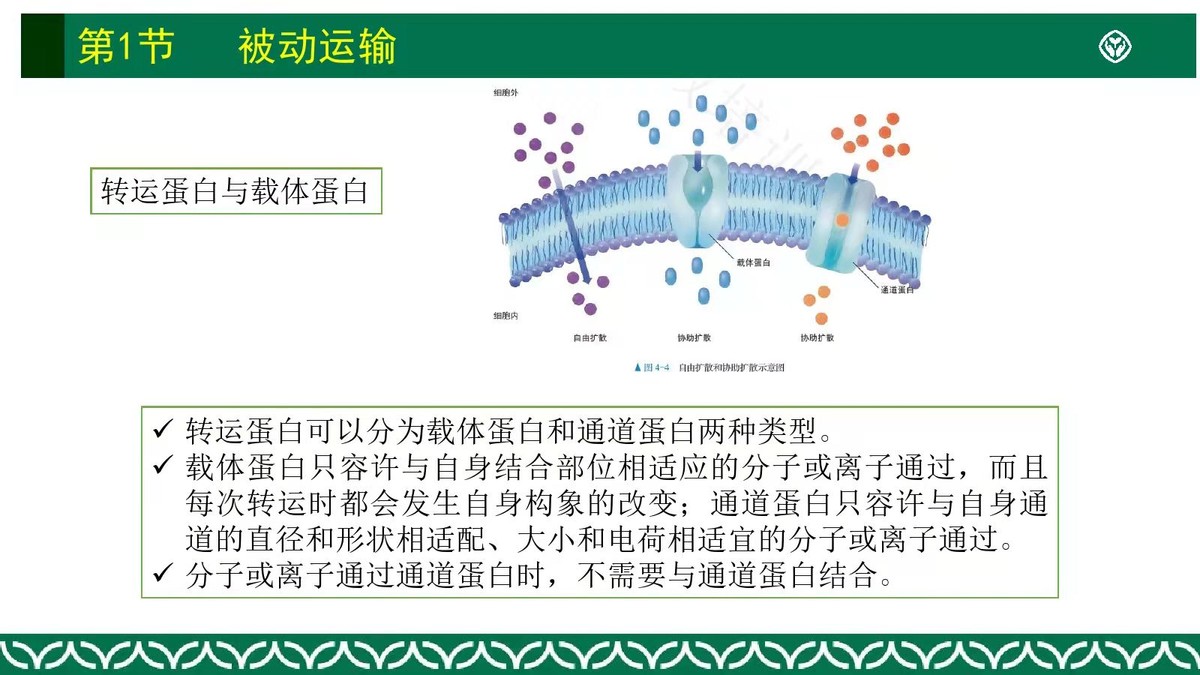 淺析載體蛋白和通道蛋白(通道蛋白) - 情書號