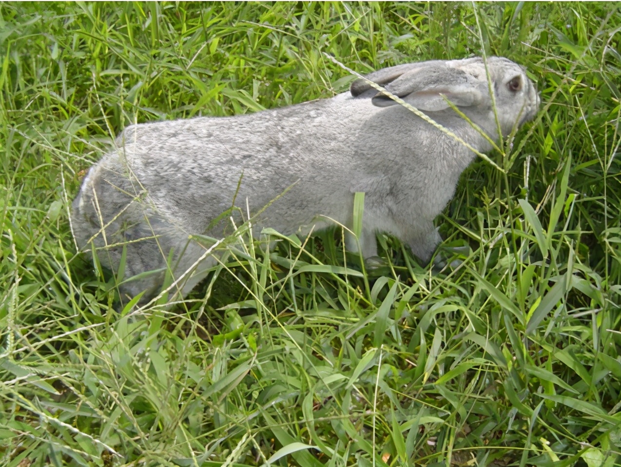 而兔子之中,就以獭兔为主,青紫蓝兔就是獭兔的一种.