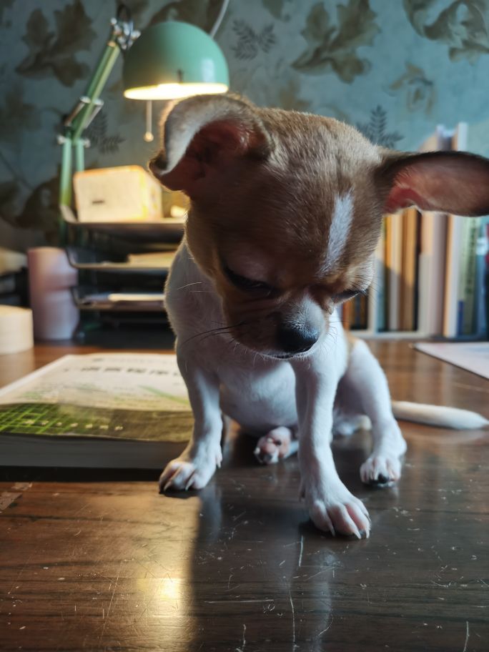 吉娃娃—微型犬中的小天使