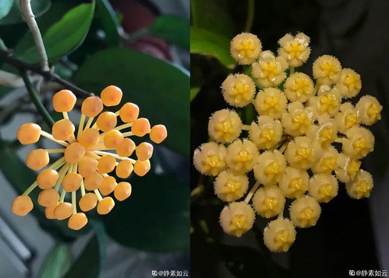 黑珍珠藍莓,黑珍珠藍莓品種介紹