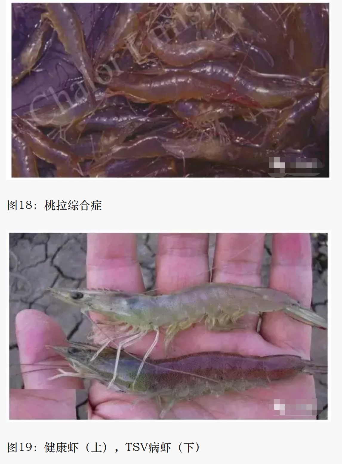 对虾养殖为啥亏本？疾病预防是核心！超详细解析对虾的各种疾病