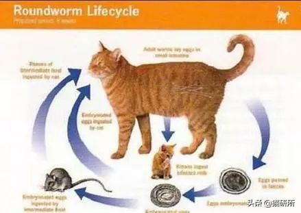 怀疑猫咪有寄生虫，铲屎官如何排查？