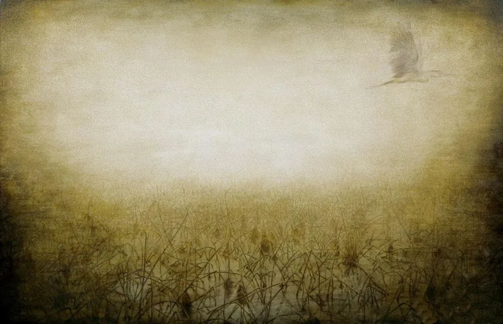 独特的艺术风格，寂静而俊丽