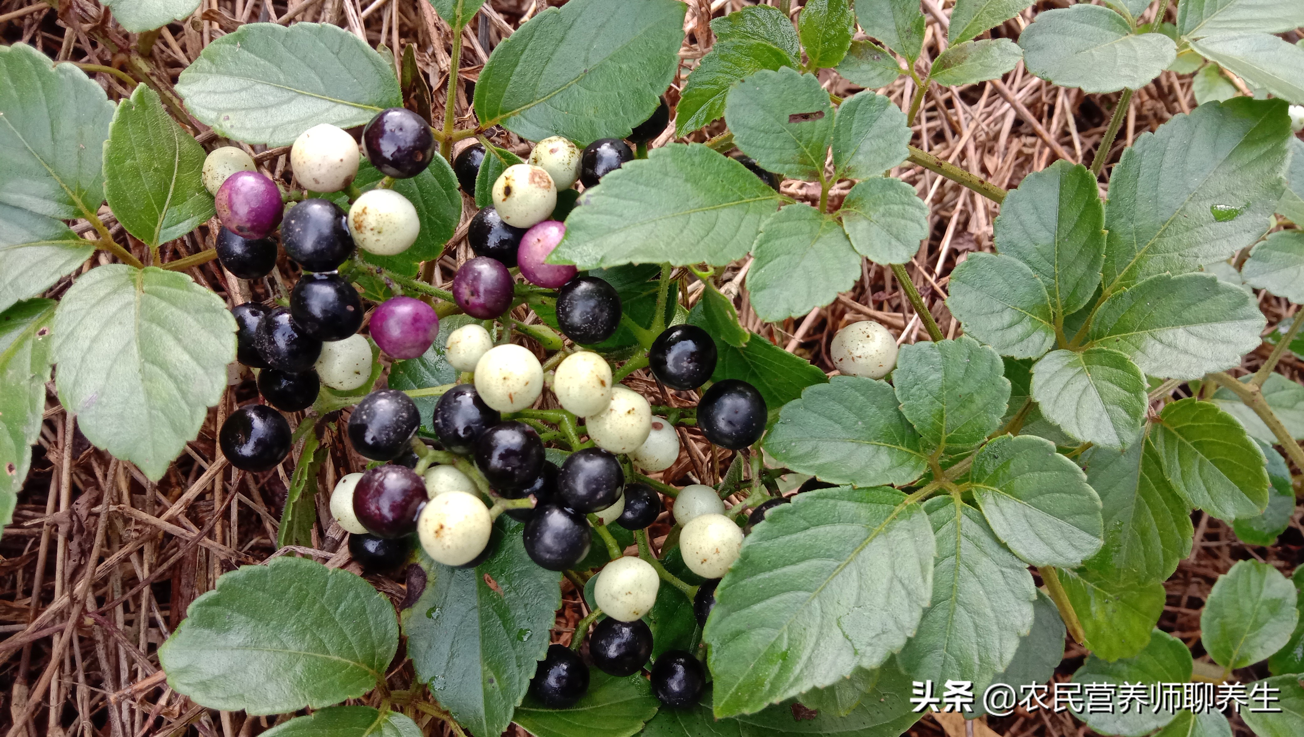 这个植物叫乌蔹莓,是葡萄科乌蔹莓属植物,你可不要听到葡萄科就认