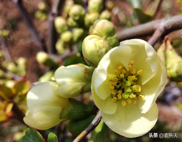 白杨树花开，大地春正深