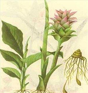 中药郁金:性味归经:辛,苦,寒.归心,肝,胆,肺经.